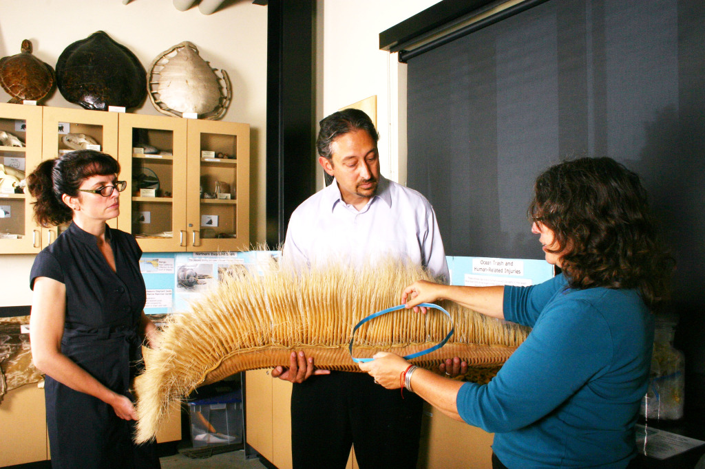 Amazingly, that's a piece of a whale baleen, and Dale is showing how plastic packing straps get caught in them.